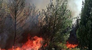 Manisa’da orman yangını