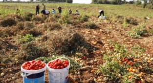 Tarlada kalmadı Bucalı kadınlar kazandı!