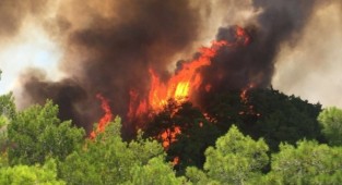 30 milyon yanmış ağaç kesilecek