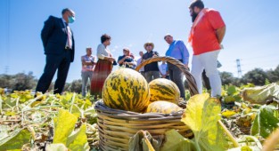 Aromasıya meşhur Çeşme kavunu tescillendi