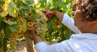 Buca bağlarından sofralara üzüm bereketi