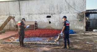 Hayvan damında ürettikleri salçayı vatandaşa yedireceklerdi