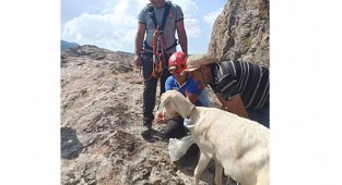 İki yavrusuyla uçurumda mahsur kalan anne keçi kurtarıldı