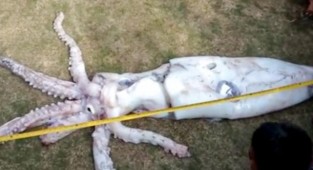 İzmir'de dev kalamar korkuttu!