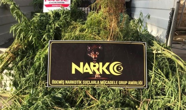 İzmir'de evinin bahçesinde kenevir yetiştiren şüpheli gözaltında!