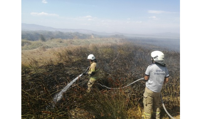 Merada otlarken alevlerin arasında kalan dana telef oldu