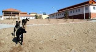 AKP'li belediyenin hayvan hastanesinde hayvan soykırımı!