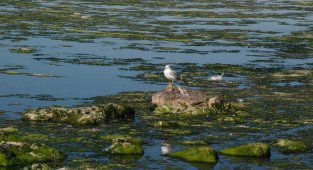 Bostanlı sahili yine deniz marulu kapladı