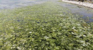 Bostanlı'da deniz marulları görülmeye devam ediyor