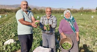 Güz salatalığı, yüz güldürdü