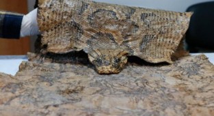 İzmir'de kaçak yollarla getirilen 31 yılan derisi ele geçirildi