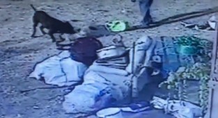 İzmir'de pitbull dehşeti