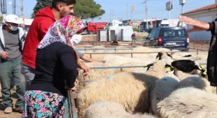 İzmir'de üreticilere küçükbaş hayvanlar dağıtıldı