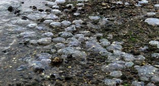 Korkutan görüntü: Binlerce denizanası kıyıya vurdu