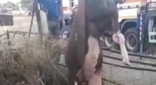 Kuyuya düşen inek itfaiye ekiplerince kurtarıldı