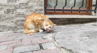 Mahalle muhtarı, sokak kedisine 'fakirlik belgesi' çıkardı