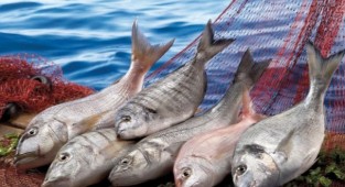 Marmara'dan çıkan balık tüketilir mi? İşte araştırma sonuçları