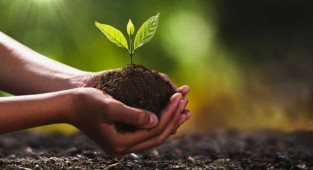 Pakdemirli'den 'ağaçlandırma' açıklaması