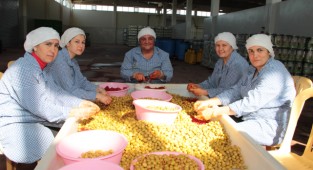 Zeytin ihracatı 150 milyon doları aştı