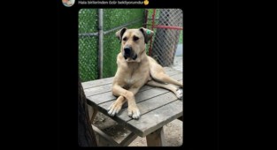 Boji'nin hesabından 'özür bekliyorum' mesajı