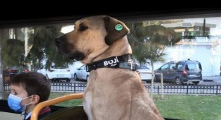 Boji'ye İzmir'den aile çıktı