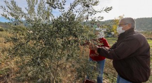 Buca’nın zeytinliklerinden öğrencilere burs