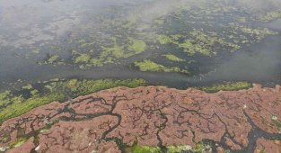 Deniz marulu bu kez İnciraltı'nda görüldü