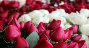 İsimsiz çiçeğe 'cinsel taciz' davası