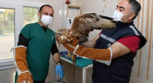 İzmir'de parkta bulunan kızıl şahin koruma altında