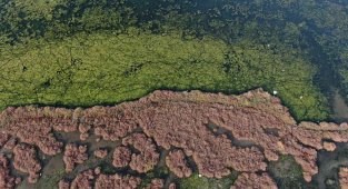 İzmir'i deniz marulu sardı