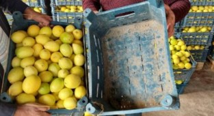 Kasanın fiyatı, içindeki limonu geçti!