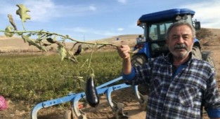 Marketteki fiyatlara kızdı, tarlasını vatandaşlara açtı!