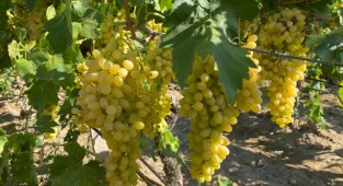 Sultanların tercihi dünyanın tercihi oldu