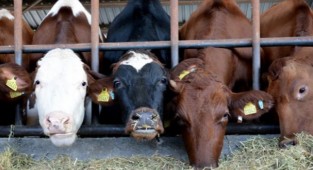 Süt üretiminde kriz çanları çalıyor