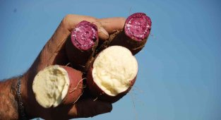 Tatlı patateste hasat zamanı