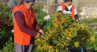 “Altın portakal” kumkuat İzmir’de üretilmeye başlandı