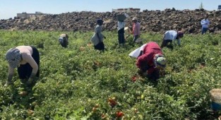 Çiftçinin üretecek gücü kalmadı 