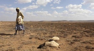 Doğu Afrika’da kuraklık artıyor 