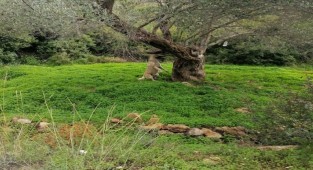 İzmir'de bir köpek boğazından ağaca asılı halde bulundu! 