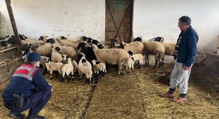 Jandarma vatandaşın koyun ve kuzularını buldu, ahırına götürdü