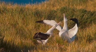 Küresel ısınma albatrosların yuvasını yıkıyor 