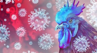 Kuş gribi tehdidi büyüyor