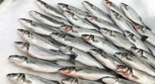 Levreklerde ölümcül hastalık türü saptandı