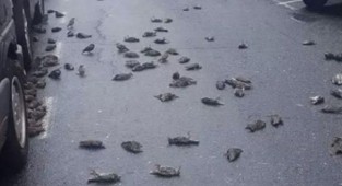 O ülkede gökten ölü kuş yağdı