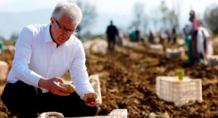 Ödemiş'te Patates Festivali