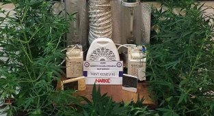 İzmir'de özel düzenekle kenevir yetiştirilen eve operasyon