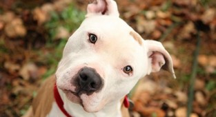 Bakanlıktan mikroçip raporu: İzmir'de kaç tanesi kayıt altında?