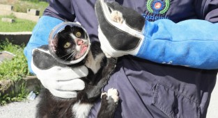 Başı kavanoza sıkışan kediye Gaziemir'den yardım eli 