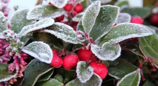 Meteoroloji'den Ege'ye zirai don uyarısı 