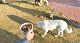 Büyükşehir Belediyesi can dostlara mama dağıtımını arttırdı